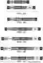 Fig. 06 - VECTORS COMPRISING A NUCLEIC ACID ENCODING LYSOSOMAL ENZYMES FUSED TO A LYSOSOMAL TEARGETING SEQUENCE