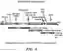 Fig. 09 - VECTORS COMPRISING A NUCLEIC ACID ENCODING LYSOSOMAL ENZYMES FUSED TO A LYSOSOMAL TEARGETING SEQUENCE