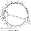 Fig. 01 - CODING RNA ADMINISTERED INTO THE SUPRACHOROIDAL SPACE IN THE TREATMENT OF OPHTHALMIC DISEASES
