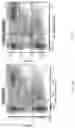 Fig. 04 - HIGHLY EFFICIENT TRANSDUCTION AND LATERAL SPREAD IN THE RETINA BY A NOVEL AAV VIRUS ENHANCED BY RATIONAL DESIGN
