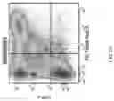 Fig. 05 - HIGHLY EFFICIENT TRANSDUCTION AND LATERAL SPREAD IN THE RETINA BY A NOVEL AAV VIRUS ENHANCED BY RATIONAL DESIGN