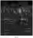 Fig. 24 - HIGHLY EFFICIENT TRANSDUCTION AND LATERAL SPREAD IN THE RETINA BY A NOVEL AAV VIRUS ENHANCED BY RATIONAL DESIGN