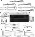 Fig. 01 - Gene Therapy