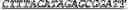 Fig. 02 - Gene Therapy