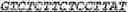 Fig. 05 - Gene Therapy