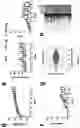 Fig. 19 - Gene Therapy
