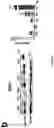 Fig. 25 - Gene Therapy