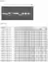 Fig. 04 - SINGLE DOMAIN ANTIBODY TARGETING aVB3 INTEGRIN