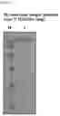 Fig. 09 - SINGLE DOMAIN ANTIBODY TARGETING aVB3 INTEGRIN