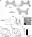 Fig. 01 - OPTICALLY HEAT-GENERATING COMPOSITE MATERIAL, NANOCLUSTER, SUBSTANCE DELIVERY CARRIER AND PHARMACEUTICAL COMPOSITION