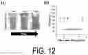 Fig. 13 - OPTICALLY HEAT-GENERATING COMPOSITE MATERIAL, NANOCLUSTER, SUBSTANCE DELIVERY CARRIER AND PHARMACEUTICAL COMPOSITION