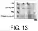 Fig. 14 - OPTICALLY HEAT-GENERATING COMPOSITE MATERIAL, NANOCLUSTER, SUBSTANCE DELIVERY CARRIER AND PHARMACEUTICAL COMPOSITION