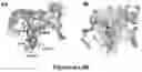 Fig. 07 - HDAC6 inhibitors and imaging agents