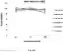 Fig. 29 - Small Molecules for Dual Function Positron Emission Tomography (PET) and Cell Suicide Switches