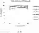 Fig. 31 - Small Molecules for Dual Function Positron Emission Tomography (PET) and Cell Suicide Switches