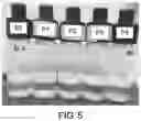 Fig. 06 - READY-TO-USE ESTHETIC COMPOSITIONS