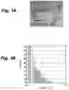 Fig. 02 - THREE-DIMENSIONAL TISSUE BODY, METHOD FOR PRODUCING SAME, AND FORMATION AGENT FOR THREE-DIMENSIONAL TISSUE BODY