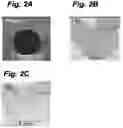 Fig. 03 - THREE-DIMENSIONAL TISSUE BODY, METHOD FOR PRODUCING SAME, AND FORMATION AGENT FOR THREE-DIMENSIONAL TISSUE BODY