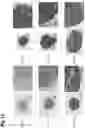 Fig. 16 - THREE-DIMENSIONAL TISSUE BODY, METHOD FOR PRODUCING SAME, AND FORMATION AGENT FOR THREE-DIMENSIONAL TISSUE BODY