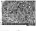 Fig. 19 - 3D-PRINTED BIORESORBABLE ALL-POLYMER COMPOSITE SOFT TISSUE SCAFFOLDS