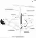 Fig. 02 - INTRAPERITONEAL PRESSURE (
