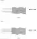 Fig. 03 - STRETCHABLE ELECTRODE ASSEMBLY