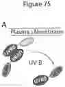 Fig. 83 - ENERGY AUGMENTATION STRUCTURES FOR MEASURING AND THERAPEUTIC USES