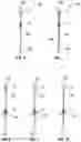 Fig. 06 - System and method for a golf putting training aid apparatus