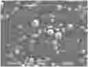 Fig. 01 - PHASE CHANGE MICROCAPSULE HAVING HIGH BLENDING FLUIDITY AND HIGH LATENT HEAT OF PHASE CHANGE, AND PREPARATION METHOD THEREOF