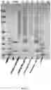 Fig. 06 - Affinity dissolution of biomolecules for protein purification