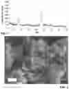 Fig. 02 - Mel-Type Zeolite for Converting Aromatic Hydrocarbons, Process for Making and Catalytic Composition Comprising Said Zeolite