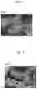 Fig. 03 - METHOD OF PREPARING SCR CATALYST AND SCR CATALYST PREPARED THEREBY