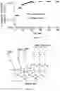 Fig. 13 - Fluidic device for the detection, capture, or removal of a disease material