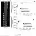 Fig. 14 - Fluidic device for the detection, capture, or removal of a disease material