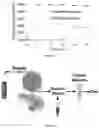 Fig. 16 - Fluidic device for the detection, capture, or removal of a disease material