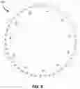 Fig. 05 - Tire tread with multiple circumferential asymmetries