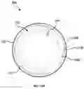 Fig. 13 - Closure cap for bottle