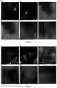 Fig. 08 - METHOD OF PREPARATION OF ZINC OXIDE NANOPARTICLES, ZINC OXIDE NANOPARTICLES OBTAINED BY THIS METHOD AND THEIR USE