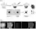 Fig. 02 - MULTI-COMPONENT MESOCRYSTALLINE NANOPARTICLES AND METHOD OF MANUFACTURING THE SAME