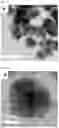 Fig. 03 - MULTI-COMPONENT MESOCRYSTALLINE NANOPARTICLES AND METHOD OF MANUFACTURING THE SAME