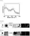 Fig. 07 - MULTI-COMPONENT MESOCRYSTALLINE NANOPARTICLES AND METHOD OF MANUFACTURING THE SAME