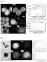 Fig. 17 - MULTI-COMPONENT MESOCRYSTALLINE NANOPARTICLES AND METHOD OF MANUFACTURING THE SAME
