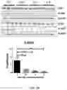 Fig. 05 - Treatment of neurological disorders
