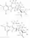 Fig. 27 - DEUTERATED MITRAGYNINE ANALOGS AS SAFER OPIOID MODULATORS IN THE MITRAGYNINE CLASS