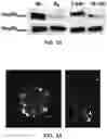 Fig. 07 - COMPOUNDS AND METHODS FOR TARGETING HSP90