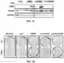 Fig. 10 - COMPOUNDS AND METHODS FOR TARGETING HSP90