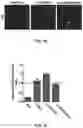 Fig. 11 - COMPOUNDS AND METHODS FOR TARGETING HSP90