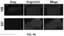 Fig. 15 - COMPOUNDS AND METHODS FOR TARGETING HSP90