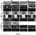 Fig. 16 - COMPOUNDS AND METHODS FOR TARGETING HSP90