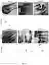 Fig. 02 - HYDROXYPHEOPHORBIDE COMPOUNDS, METHODS AND USES THEREOF